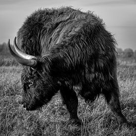 Highlander écossais sur Yoni van Haarlem