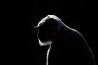 Monkey in backlight