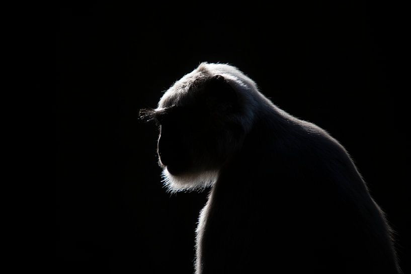Monkey in backlight by Maurice van de Waarsenburg