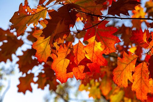 Herfstbladeren in de zon