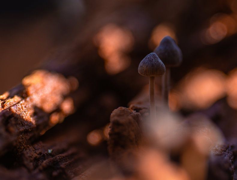 On a tree by peterheinspictures