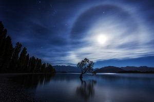 L'arbre de Wanaka la nuit