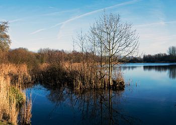 Zuigerplas park Lelystad