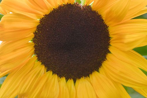 Gros plan sur un tournesol jaune