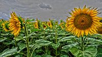 Sonnenblumen von Tineke Visscher Miniaturansicht