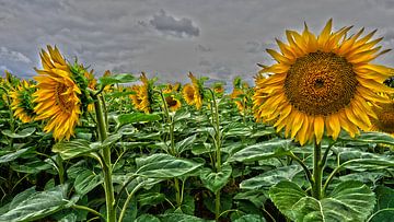 Zonnebloemen van Tineke Visscher