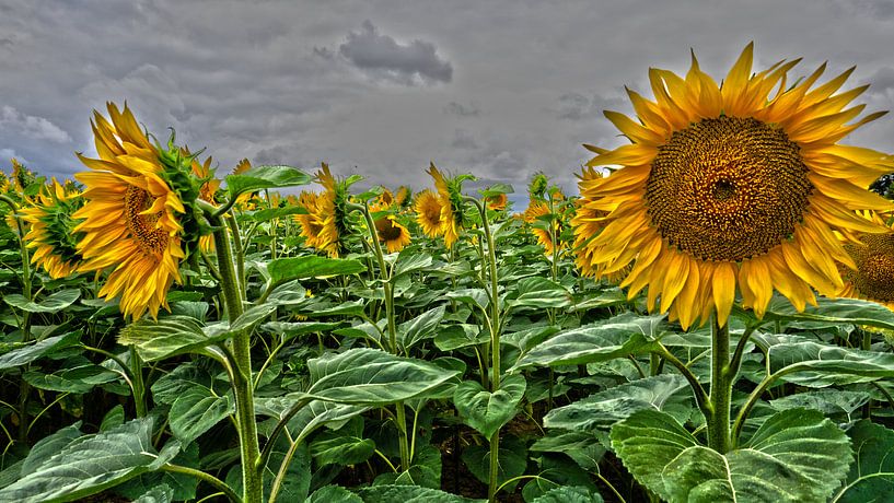 Sonnenblumen von Tineke Visscher