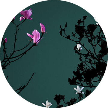 Magnolia bij maanlicht van Raoul Suermondt