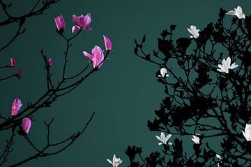 Magnolia bij maanlicht van Raoul Suermondt
