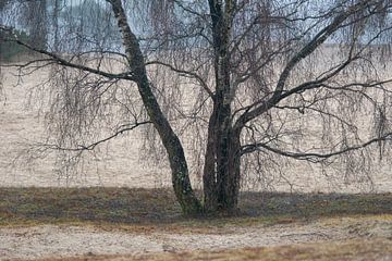 Feines Astwerk in  Soesterduinen von wil spijker