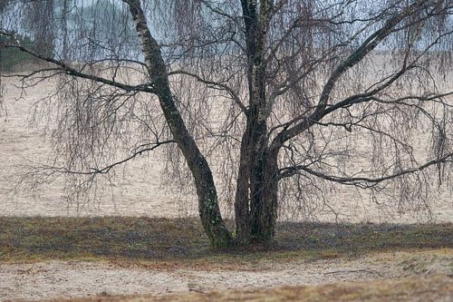 verfijnde takkenwerk in  Soesterduinen