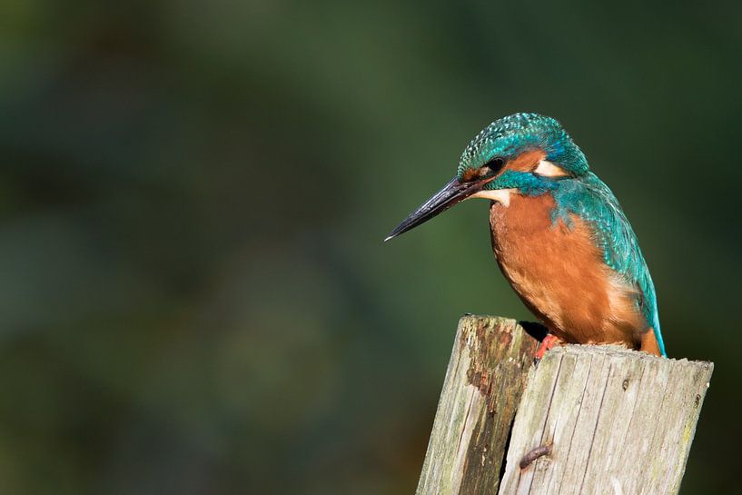 Kingfisher by Peter Korevaar