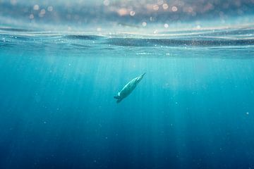 A dive into the deep by Jonathan Krijgsman