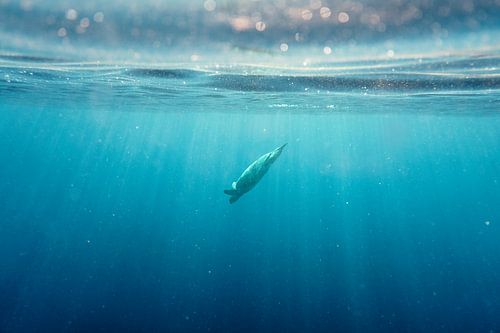 Ein Tauchgang in die Tiefe