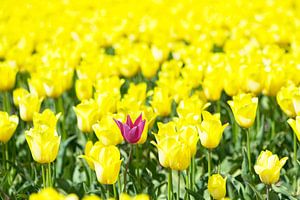 Lila Tulpe in einem Feld mit gelben Tulpen, die im Frühling wachsen von Sjoerd van der Wal Fotografie