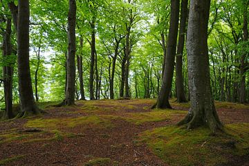 Zomerbos van Ostsee Bilder