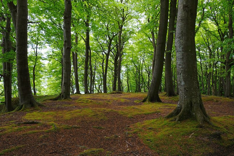 Summer forest by Ostsee Bilder