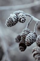 Frozen alder plugs
