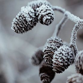 Frozen alder plugs by Oog in Oog Fotografie