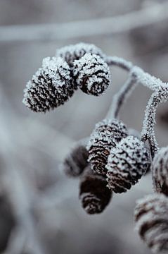 Bevroren elzenproppen van Oog in Oog Fotografie