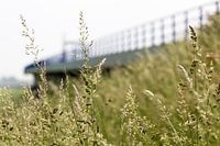 Gras