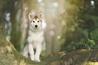 Malamute puppy in het magische bos van Daniëlle Kock thumbnail