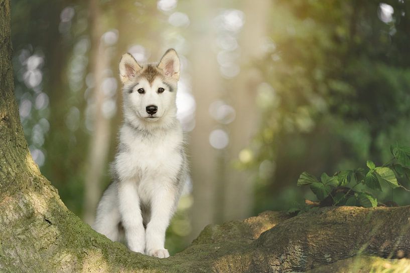 Malamute puppy in het magische bos van Daniëlle Kock
