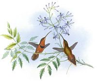 Knall -Einsiedler, John Gould