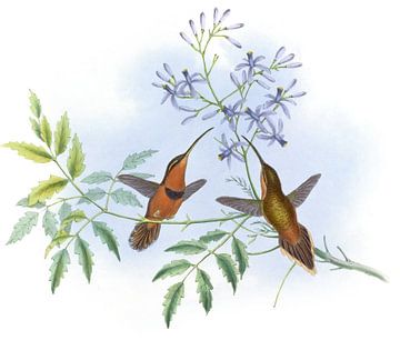Beltige kluizenaar, John Gould van Hummingbirds