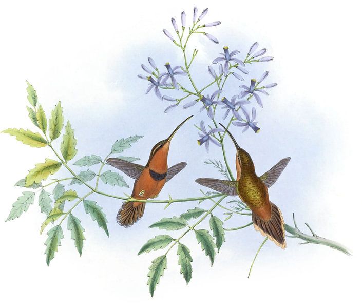 Ermite ceinturée, John Gould par Hummingbirds