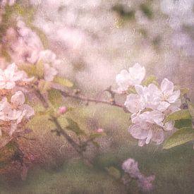 Blüte an einem Zweig des Apfelbaums von Jille Zuidema