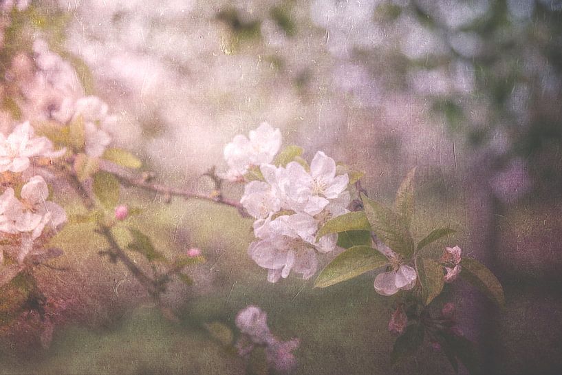 Blüte an einem Zweig des Apfelbaums von Jille Zuidema