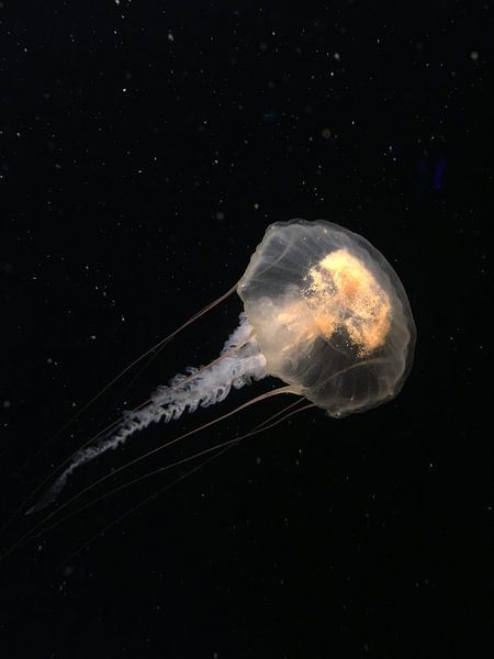 Sous la mer par Hello Pompoyo