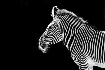 The zebra on a black background