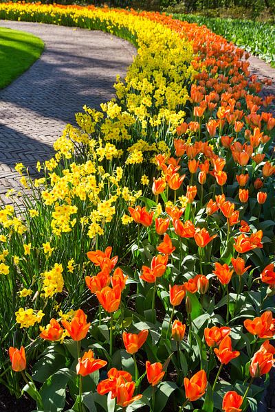 Rows of daffodils and orange tulips along curved walkway by Ben Schonewille
