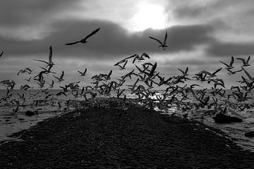 Evening sea with seagulls by Rob Donders Beeldende kunst