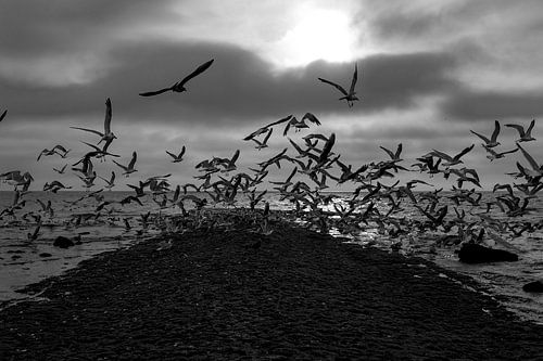 Evening sea with seagulls