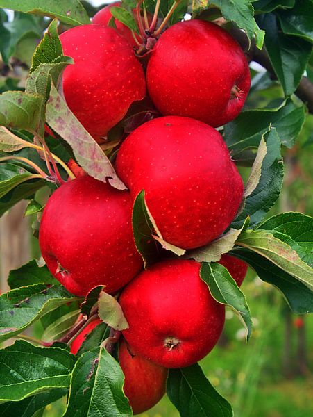 pommes rouges par Edgar Schermaul