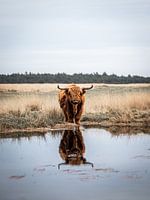 weerspiegeling schotse hooglander op de veluwezoom