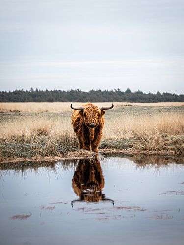reflétant le highlander écossais sur le veluwezoom