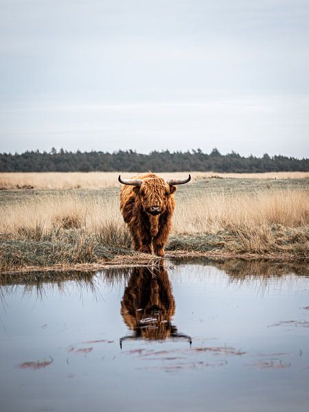 weerspiegeling schotse hooglander op de veluwezoom van Roy Kreeftenberg