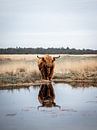 weerspiegeling schotse hooglander op de veluwezoom van Roy Kreeftenberg thumbnail