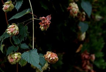 rosafarbene Hopfenpflanze im Herbst