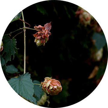 roze kleurende hopplant in de herfst (1) van joyce kool