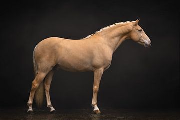 Cheval palomino et profil | photographie de cheval sur Laura Dijkslag