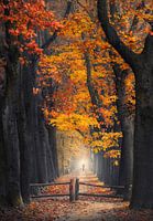 Mann geht in nebligen Herbstwald
