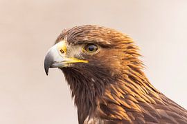 Steinadler, Aquila chrysaetos. Raubvogel