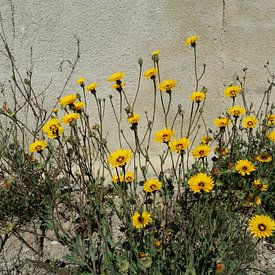 Yellow wall sunshine flowers van Karen Bos