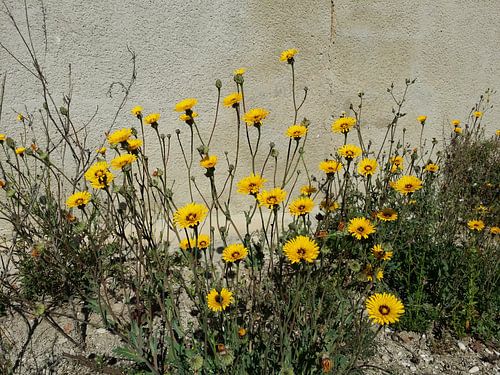 Yellow wall sunshine flowers
