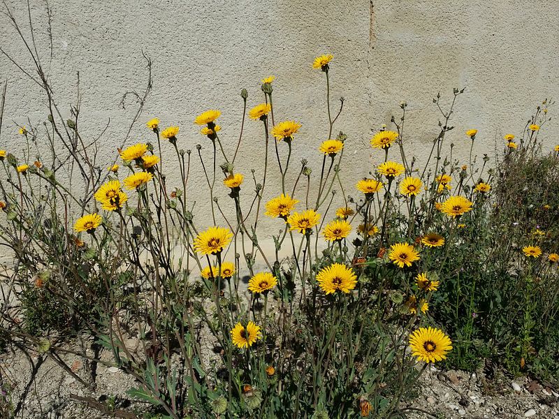Yellow wall sunshine flowers par Karen Bos